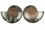 Cut & Polished Ammonite Fossil - Unusual Black Color #256305-1